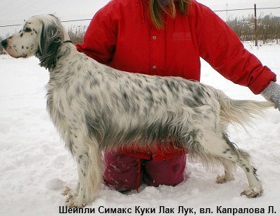 Английский сеттер