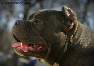 Американский булли