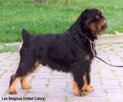 Бельгийский гриффон