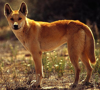 Динго Австралийский