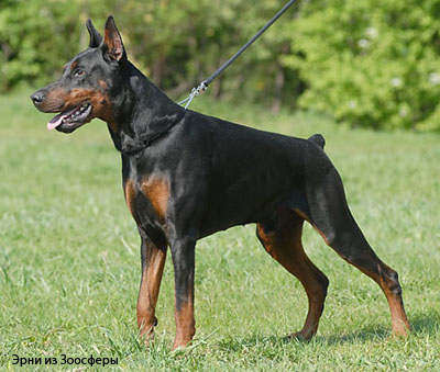 Доберман
