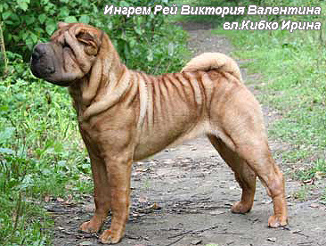 Шар пей