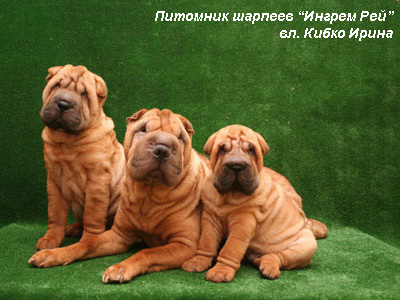 Шар пей
