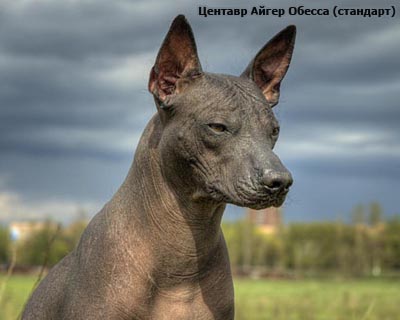 Мексиканская собака