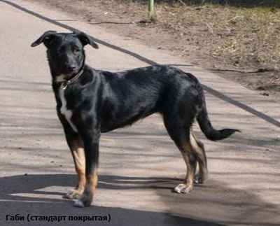 Ксоло
