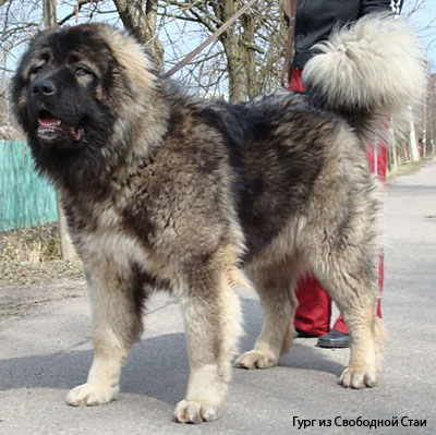 Кавказская овчарка