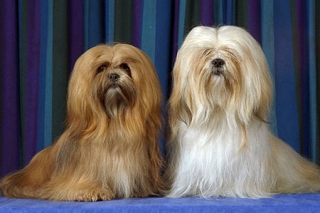 Лхаский апсо