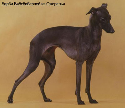 Левретка