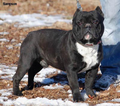 Миниатюрный бульдог