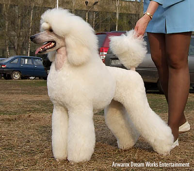 королевский пудель