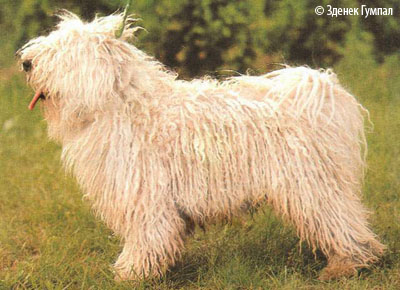 http://konura.info/foto/puli1.jpg