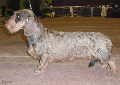 Такса стандартная