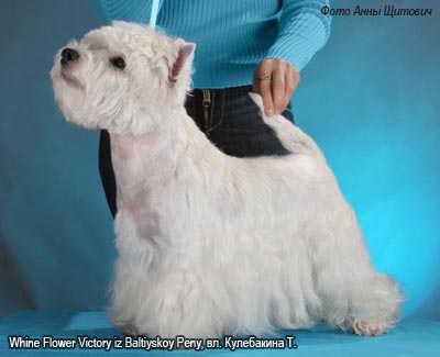 Вест терьер